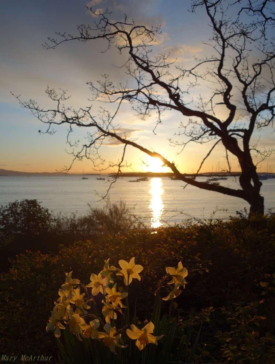 @SiKImagery #FridayFreeForAll -  Today, it's daffodils and sunshine .. 🖤💛🌻 ~         Oak Bay, BC ~