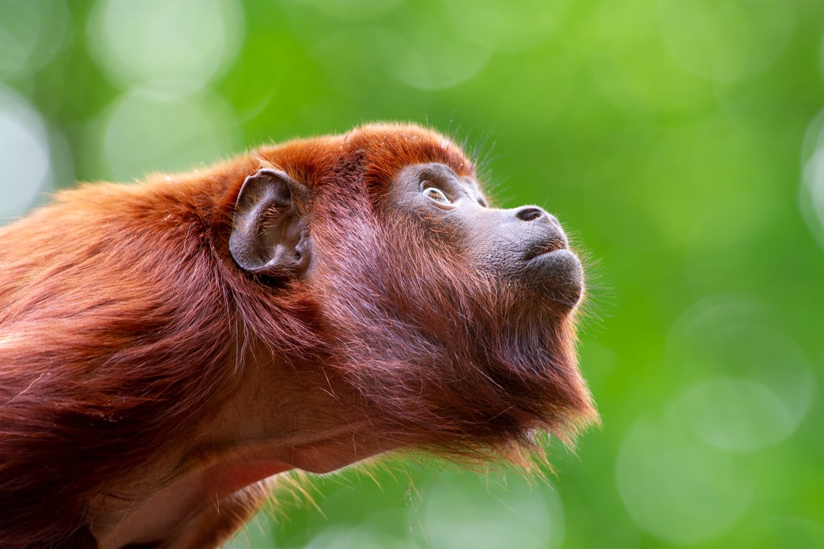 Vacatures bij Apenheul. Kom als Coördinator Dierverzorging (38 uur) of als Senior dierverzorger ons team versterken (32 uur). Kijk snel op apenheul.nl/vacatures voor alle functies.
#vacatures #hiring #werk #solliciteren