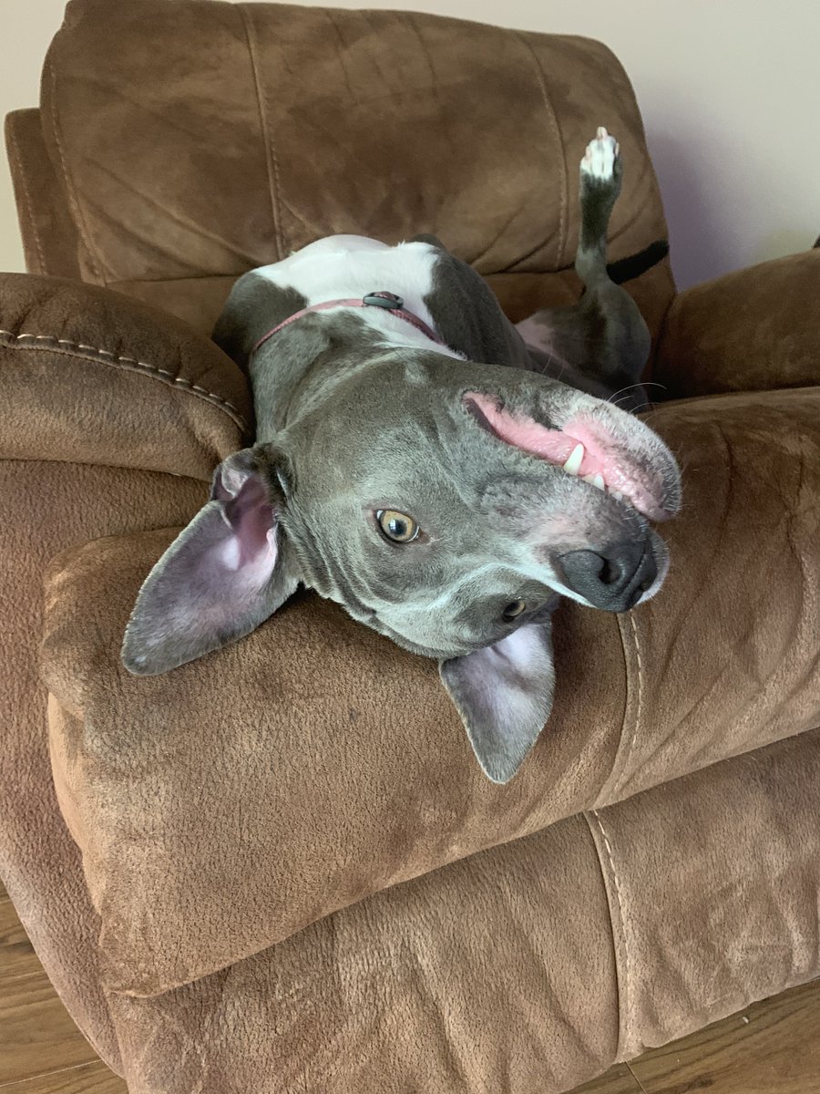 Friday yay ❤️❤️❤️🐶🐾
#dogs #dogsoftwitter #DogsOnTwitter #CatsOfTwitter #woof #bark #dogsarefamily #pets #petslovers #doglovers