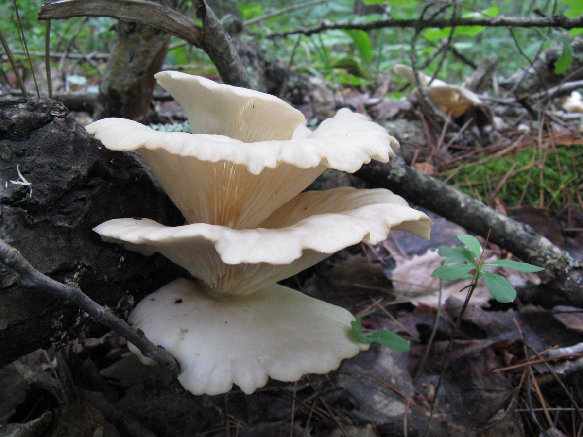 Wild Foraged Dried Oyster and Chanterelle Mix tuppu.net/8ec16272 #EmotionalOasis #Etsy #NaturalVitamins