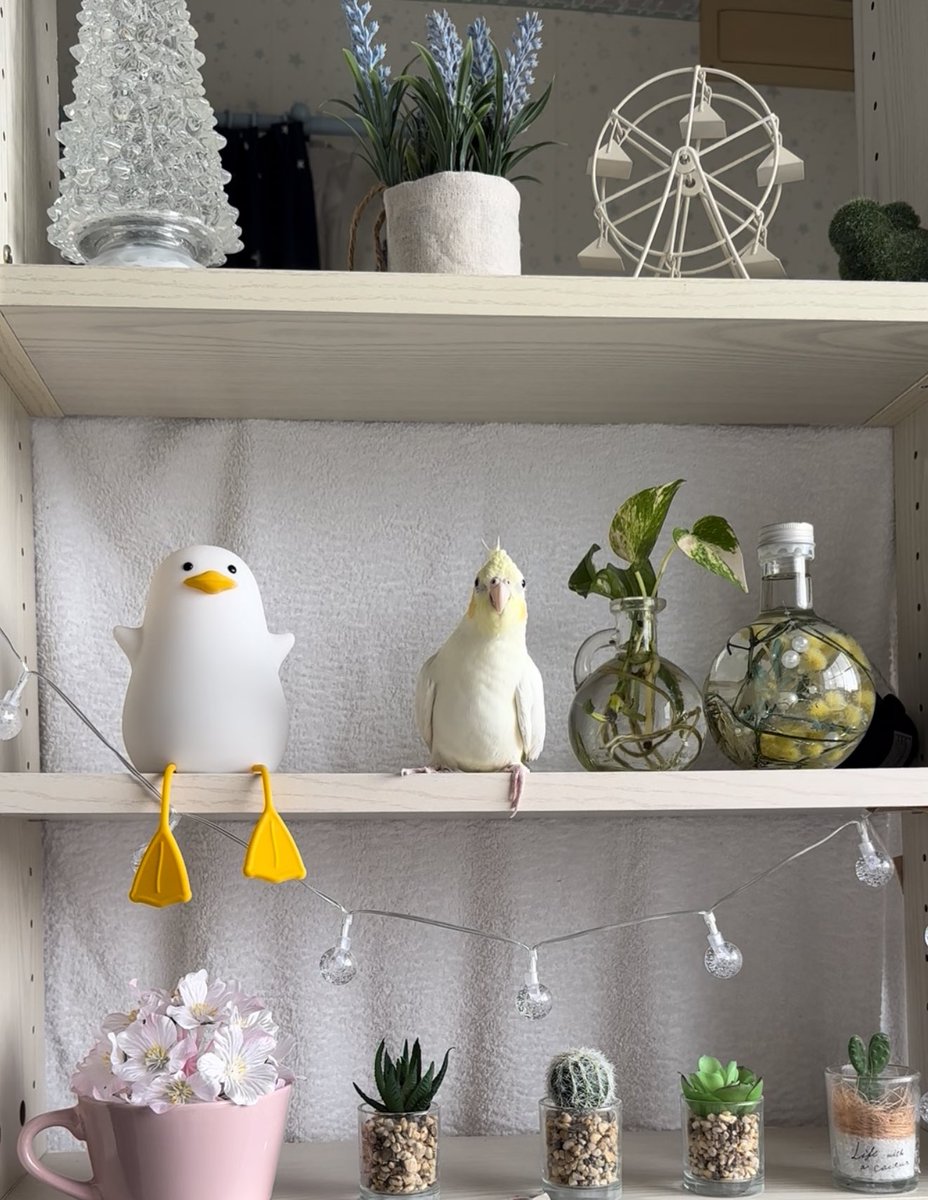 aruchannel0328's tweet photo. 置物みたいな可愛いオカメインコ🐥 https://t.co/pX5AQVPCf9