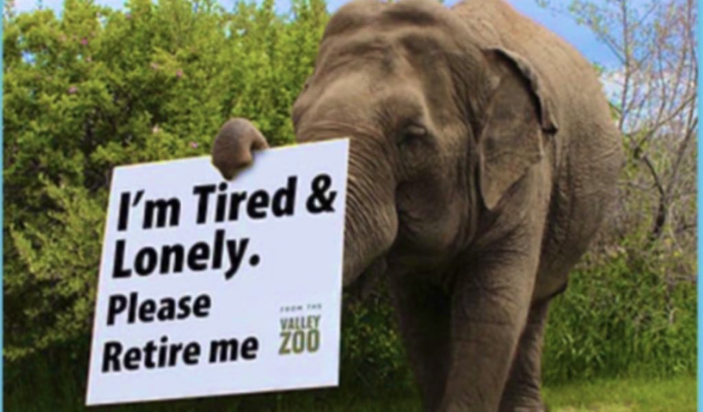 ursulasaarniit's tweet photo. We IMPLORE EVZoo to address #Lucys health issues fully &amp; without delay move towards goal of relocation to 1 of the accredited US sanctuaries on offer. Relocation @NOcost to the tax payer. @ABDanielleSmith @dtloewen @rebeccakschulz  #GetLucyRolling https://t.co/ubkAf235Zc