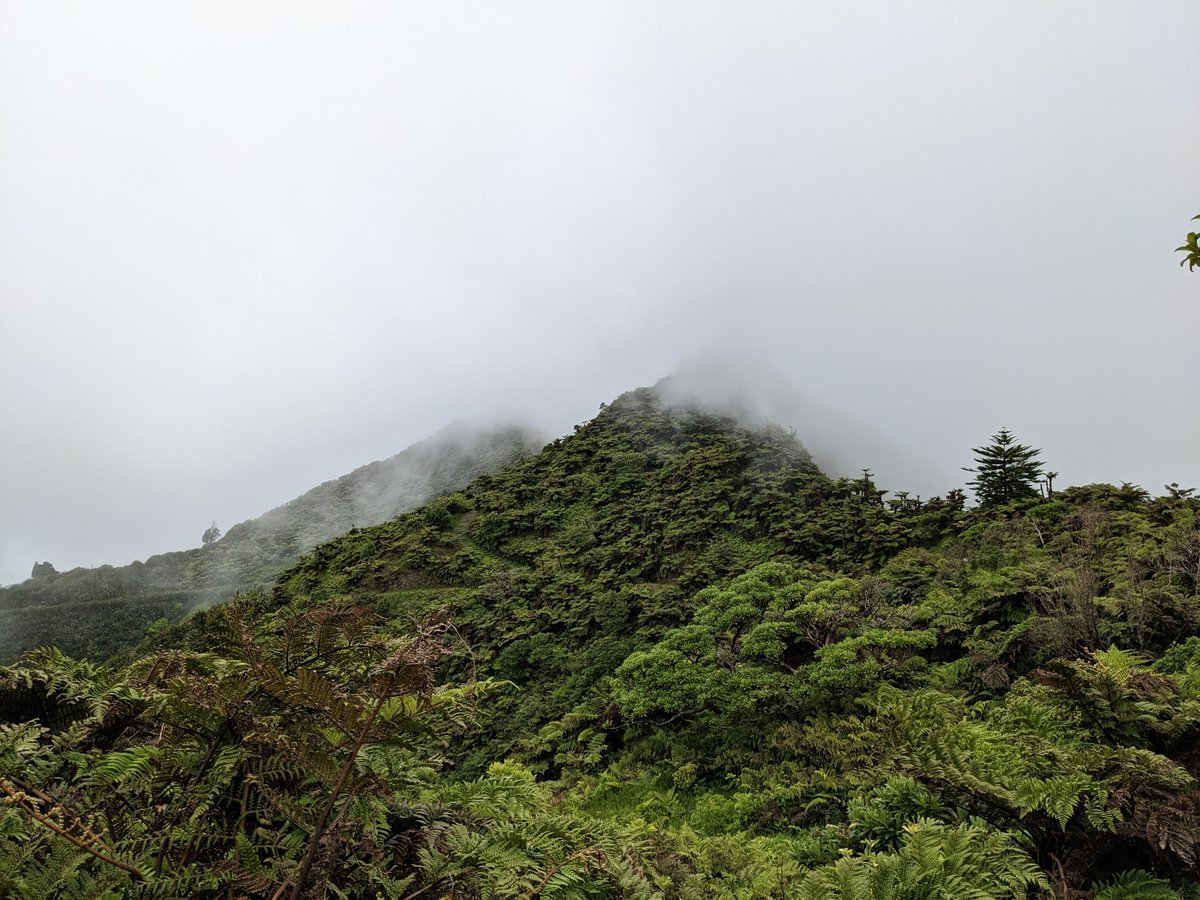 Cloud forests are rare worldwide, and St Helena’s cloud forest is extraordinarily special. Discover how the St Helena Cloud Forest Project is conserving the island’s most precious biome: bit.ly/3l4msMc #StHelena #SaintHelena #CloudForest
@StHelenaPeaksNP