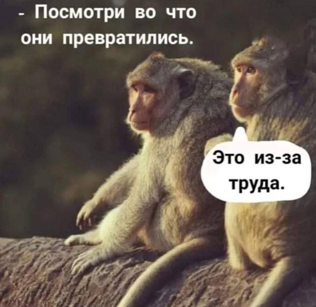 the_shimponavt's tweet photo. Натурально, братан https://t.co/wFUdhFQHJE