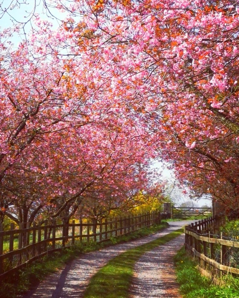 The spring show is on. Blushing hues can be found around every corner and could win you a year’s worth of holidays.

Simply tweet your photos using #BlossomWatchComp to be entered into our prize draw. For our full T&amp;Cs: ow.ly/NTrC50NH4II

Photo: Georgina
