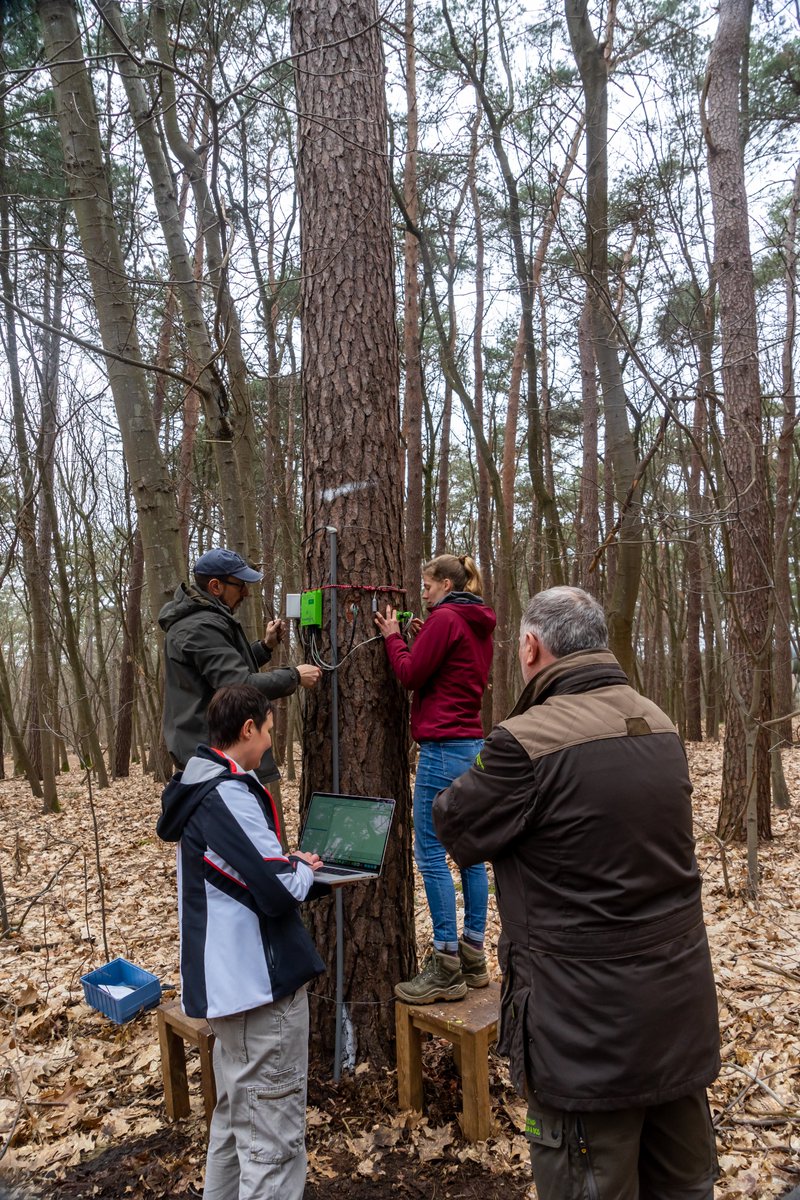 TreeWatchNet's tweet photo. Scots pine in #Bosland joins the TreeWatch network 🌲😍

You can find the monitored tree in the #Pijnven forest in @Hechtel_Eksel. How much water will the #pine use this year? Will he grow a lot?🧐
Let's find out!

https://t.co/hZUy0G3MJq

@FbwUGent  @natuurenbos @VisitLimburg https://t.co/ohjUKiy6is