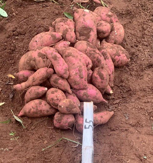 CipotatoRW's tweet photo. The yield of OFSP varieties at @PrideFarms_Ltd Rwamagana are super. CIP &amp; RAB have evaluated 5 OFSP varieties over the season 2023A, and the varieties Kabode &amp; Terimbere reached an average yield of 25.5 &amp; 25 tons per ha. While Rwa15-055 (Urukundo), the yield was up to 28.4 t/ha. https://t.co/mFv8ytjoCY