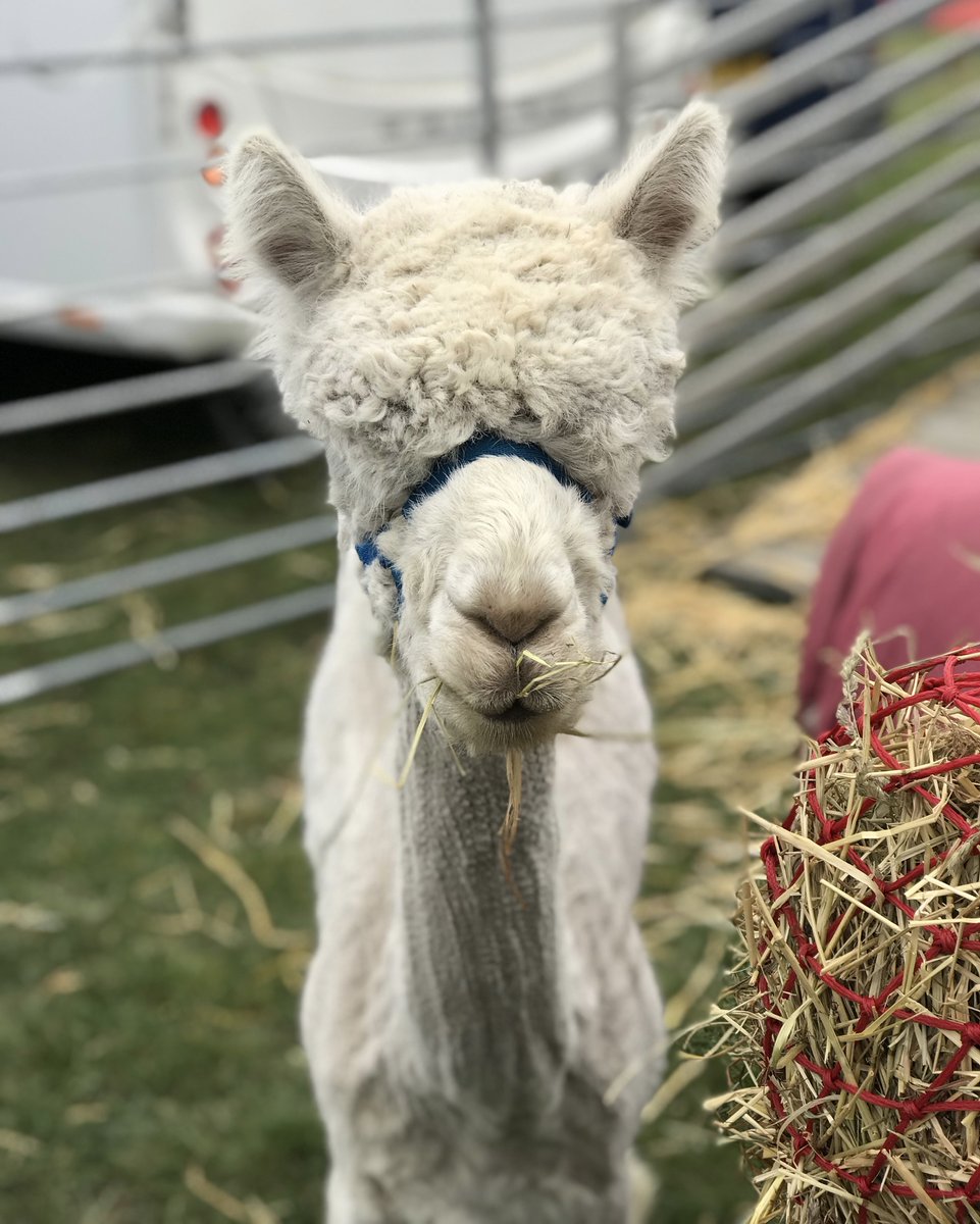 Just one week to go! This weekend is your last chance to grab advance discounted tickets! Book online now to save money and beat the crowds! 

#gamefair #gameandcountryfair #norfolkgamefair #ukgamefair #dogsofinsta #countryshow #countryliving #familydaysout #visitnorfolk #visitsu