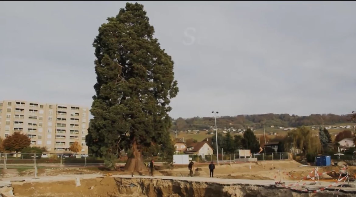 For the construction of the Collége du Martinet, a giant Sequoia on site was felled to make way for the building 

A slab of the tree was entombed in concrete in the building’s stairwell, at the location it was originally planted 

Yikes…

wyldstudio.com/sequoia/