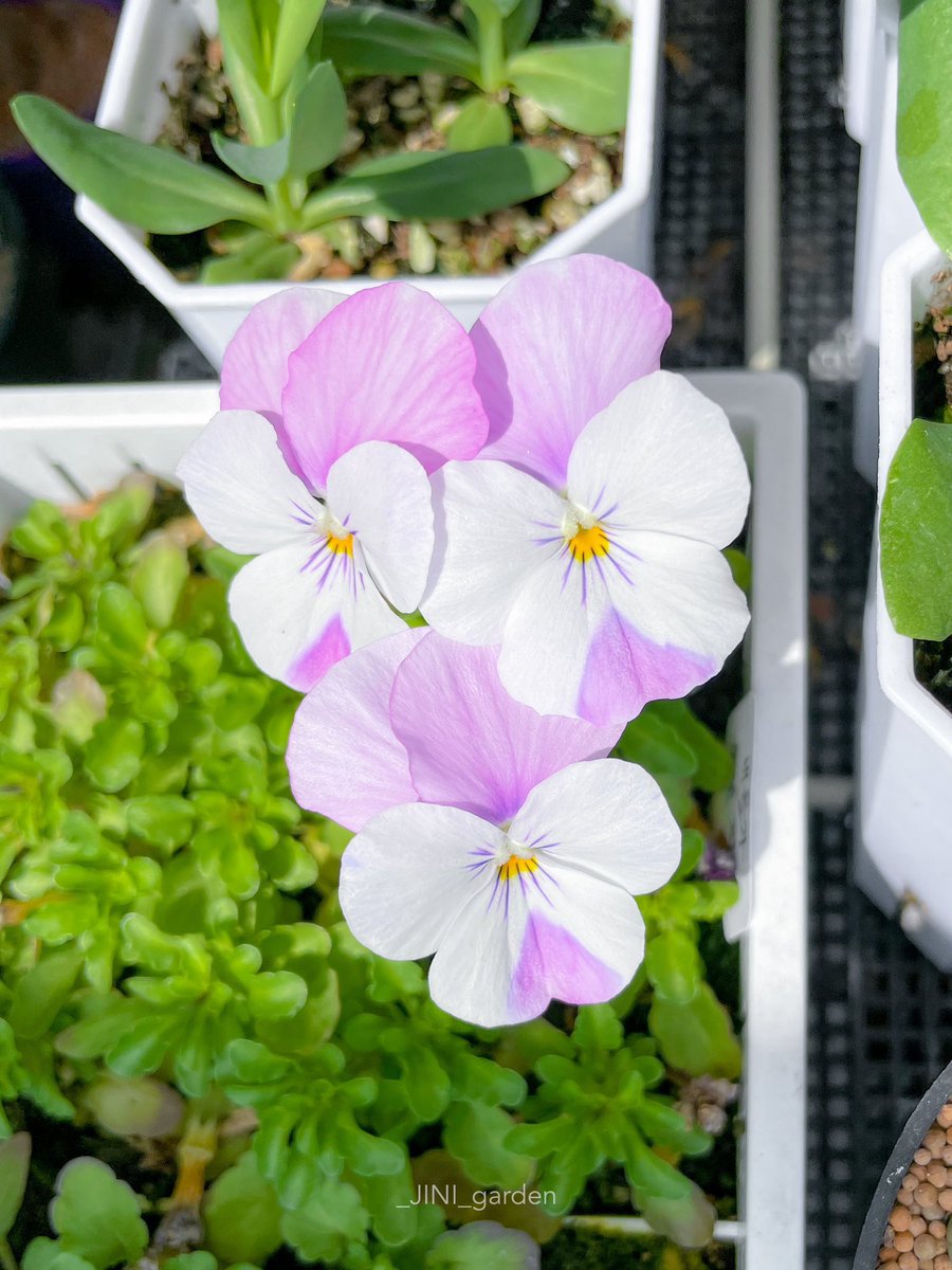 올해 비올라 농사는 이것으로 끝..🥲
아쉽지만 많이 배웠고 덕분에 올 가을엔 더 잘할 수 있어🧡 내년 봄에 또 만나자🙋‍♀️