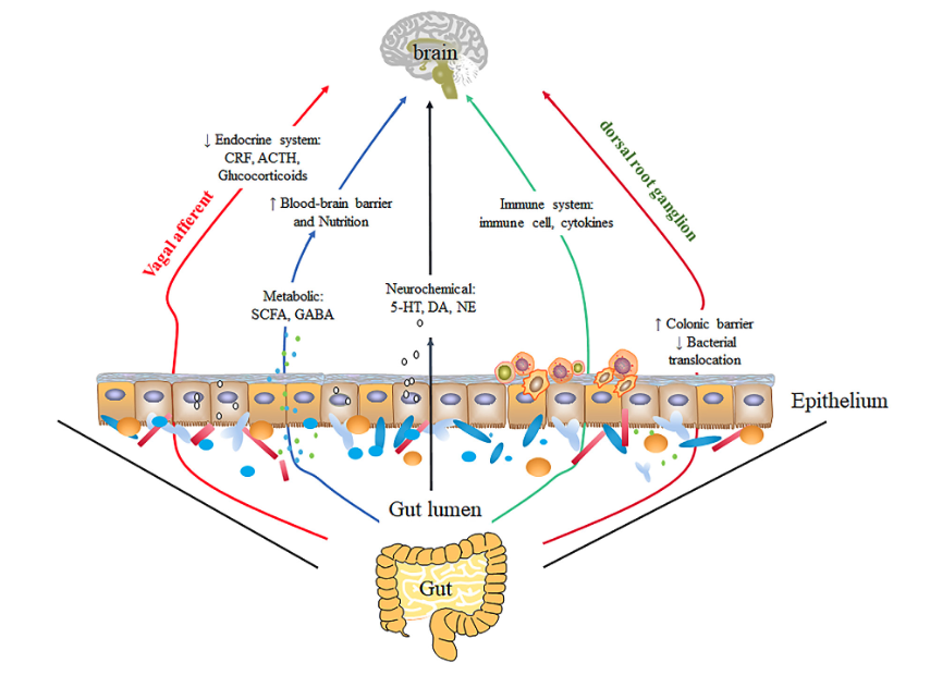 Interesting review of association between gut homeostasis and psychological distress

Including microbiome alterations, disruptions in gut permeability, SCFA, GABA etc

Potential for probiotics in ameliorating psychological distress
<a href="/jnutritionorg/">American Society for Nutrition Journals</a> 

sciencedirect.com/science/articl…