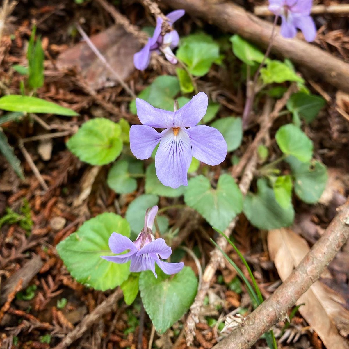 paisley3017's tweet photo. Today’s flower : Tachitsubo Violet #立壺菫 #wildviolets #modest #happiness #love 春の野に咲くタチツボスミレは、
日本の固有種ではないかもしれませんが、和名とラテン語名だけで英語名がないそうです。園芸店でもパンジーやビオラは見るけど、これはないので出会えるのは案外貴重な機会かも。 https://t.co/yrE9vmJX4f