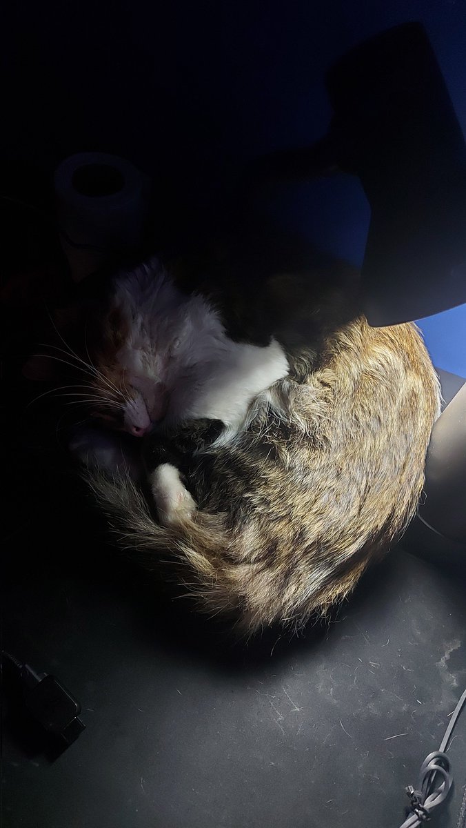 SOUTH Kuro2LOCO // gab on Twitter "Dizzy/Gekko flash cosplay"