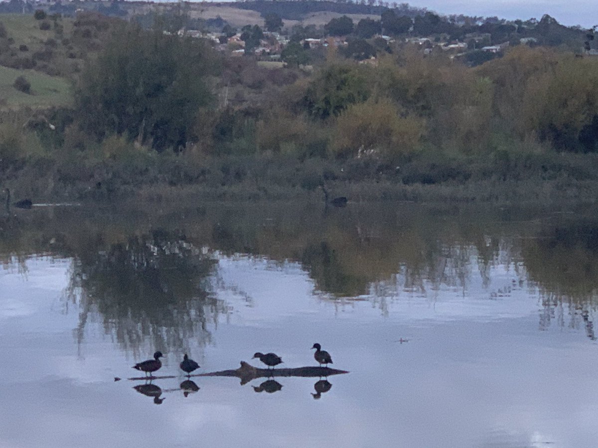 Tuxy81's tweet photo. You’re ducking kidding me. #logride https://t.co/AtK3BgKrKE