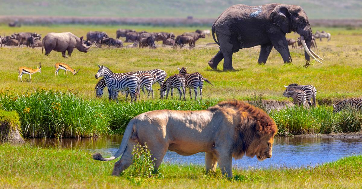 Futurecelebrit7's tweet photo. Biodiversity conservation refers to the protection, preserving and management of ecosystems and natural habitats and ensuring that they are healthy and functional.

What are you doing to make our planet a more sustainable and liveable place? #biodiversity  #Sustainability https://t.co/THzlTeeRdJ