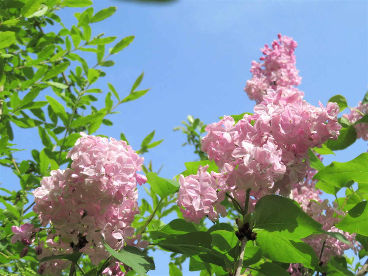 はらっぱでライラック(紫丁香花)が咲いています。 ピンク色の 
