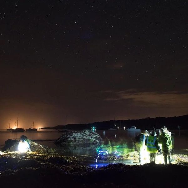🦀We are incredibly excited to announce the return of our night time rockpooling events starting THIS Saturday evening at 8pm on Gylly Beach. 

If you would like to come along please ensure you book a FREE ticket here▶ falmouthmarineconservation.co.uk/events