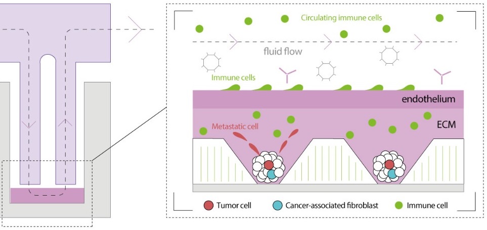 Are you interested in a complete vascularized tumor microenvironment? Tumor cells+fibroblasts, under a perfused epithelium, in a convenient 24WP format. Come to booth 1354 or to <a href="/CherryBiotech/">Cherry Biotech</a> 's poster at the <a href="/AACR/">AACR</a> meeting to find out more! #AACR23 
aacrjournals.org/cancerres/arti…
