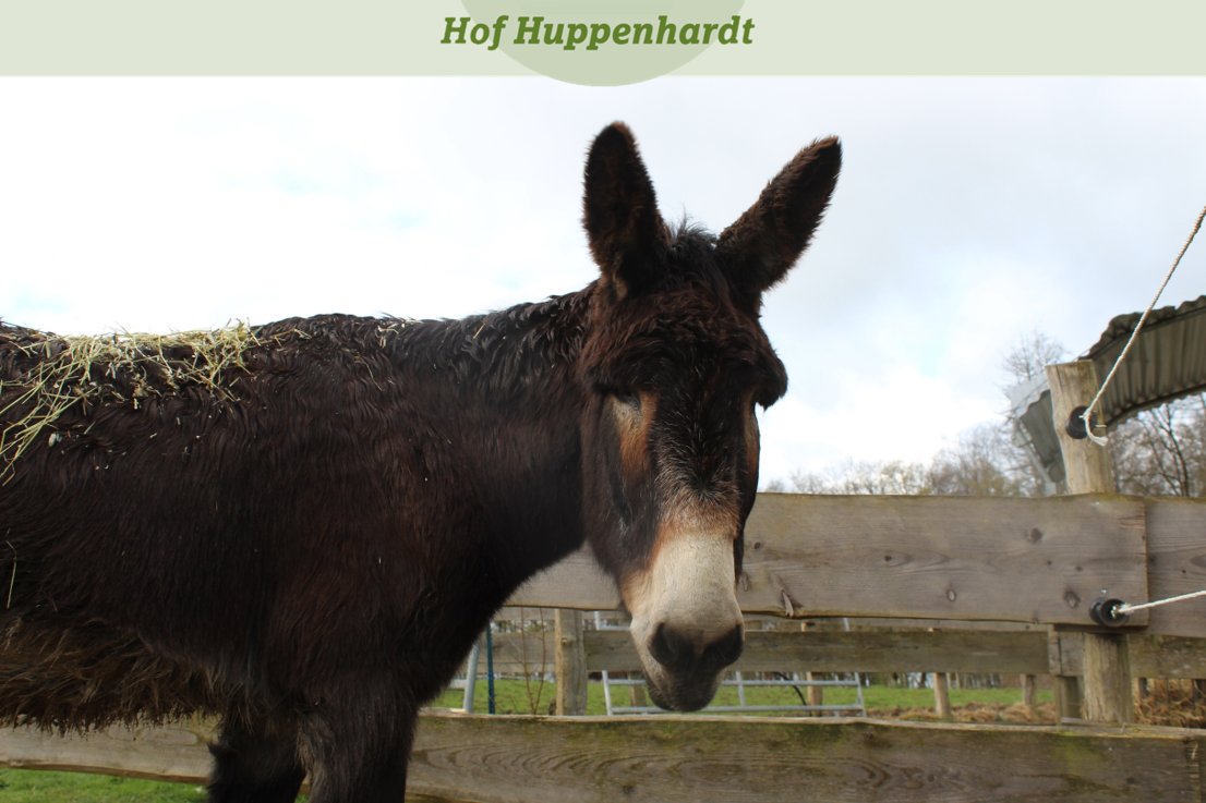 Hallo Ihr Lieben, lange nicht gesehen, oder? 😉 Liebe Grüße, Euer Habakuk!

#hofhuppenhardt #cute #etn #picoftheday #tierschutz #esel #eselliebe #stur #sturheit #irrtum #irrglaube