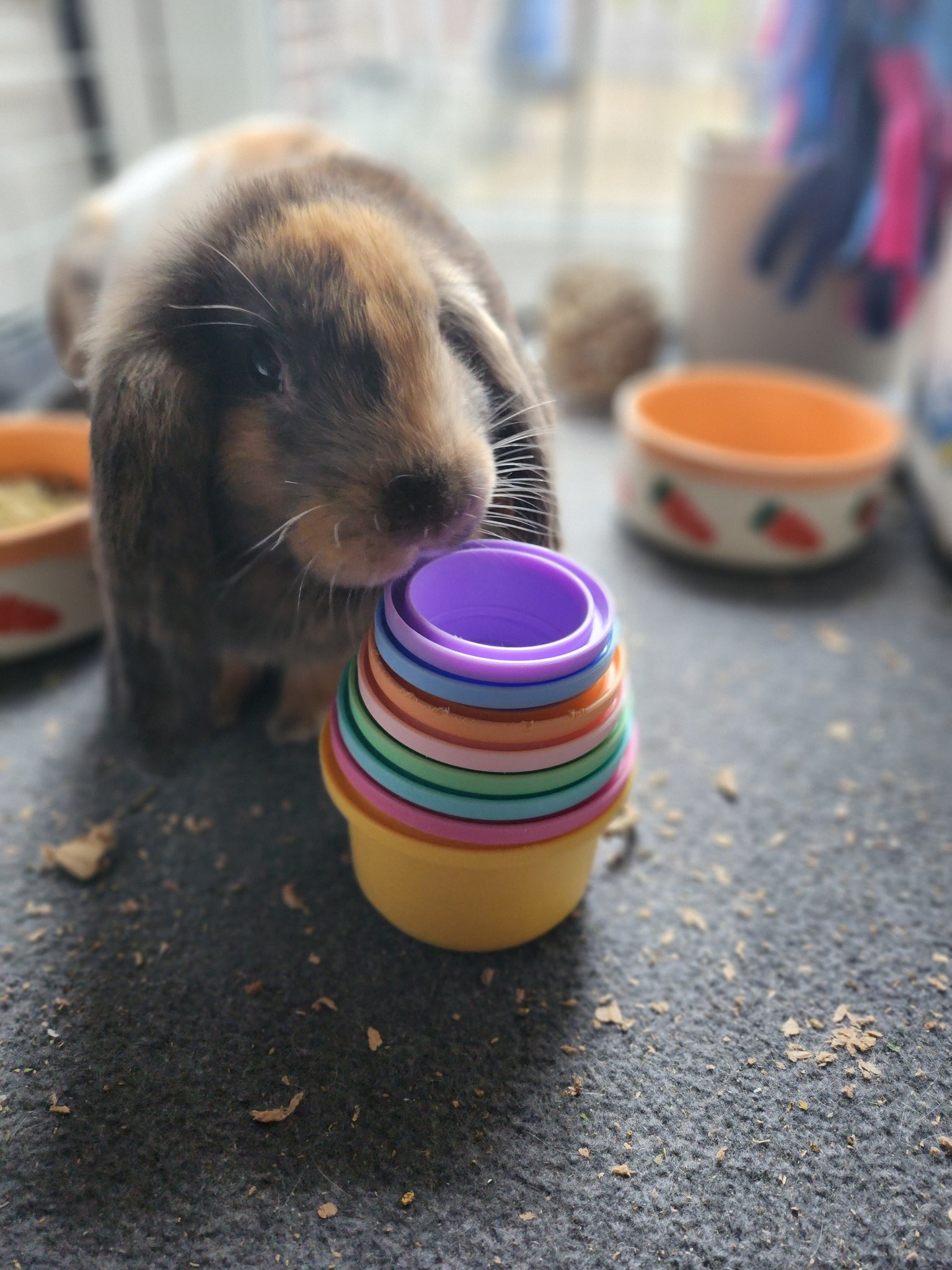 Baby Bunnies In Cups 