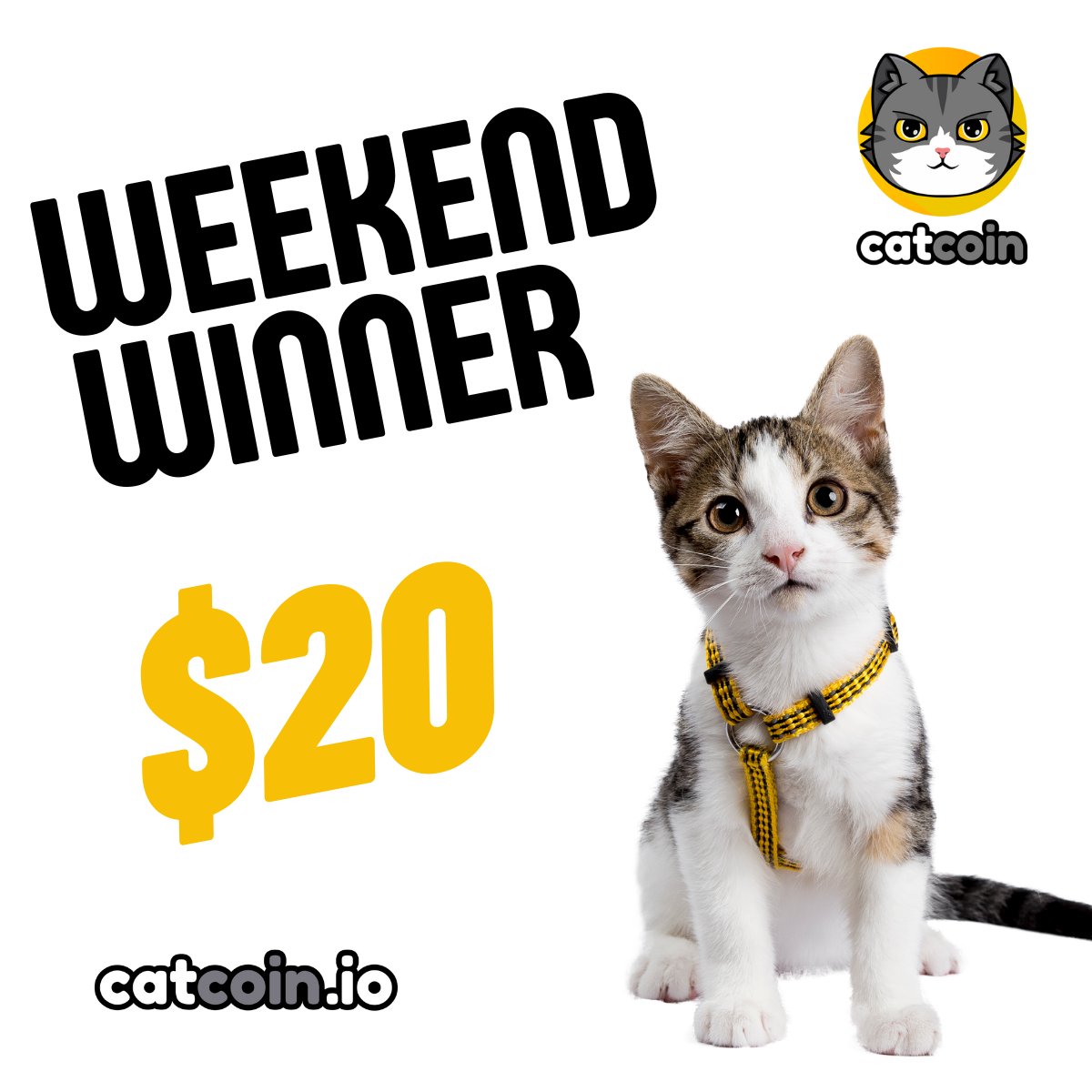 The weekend has arrived! Here's another $20 Weekend Winner to celebrate.

• Follow <a href="/officialcatcoin/">Official Catcoin</a>
• Retweet
• And comment #Catcoin #BUSD #giveaway

Ends April 15th at 8am UTC