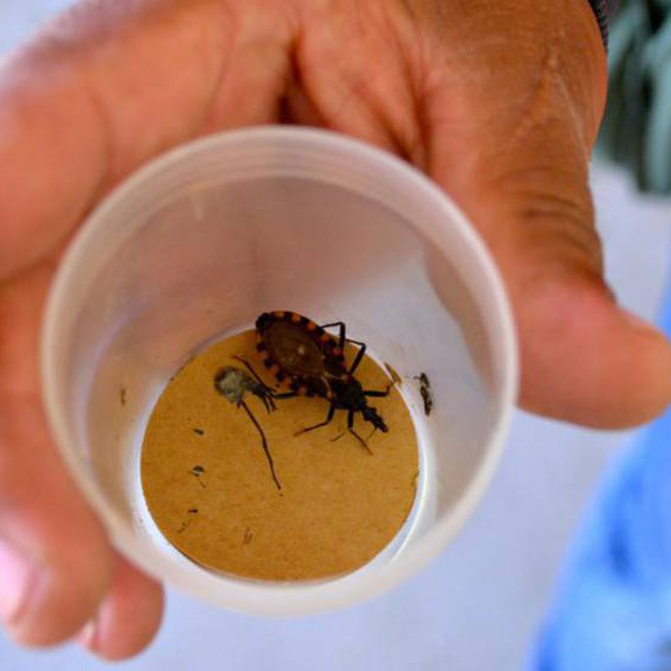 14 de abril: Día Mundial de la #EnfermedadDeChagas, dolencia trasmitida por el parásito #TrypanosomaCruzi y que afecta principalmente a las poblaciones pobres de América Latina.

Lema 2023: 'Es hora de integrar la atención de la enfermedad de Chagas a la red primaria de salud'.