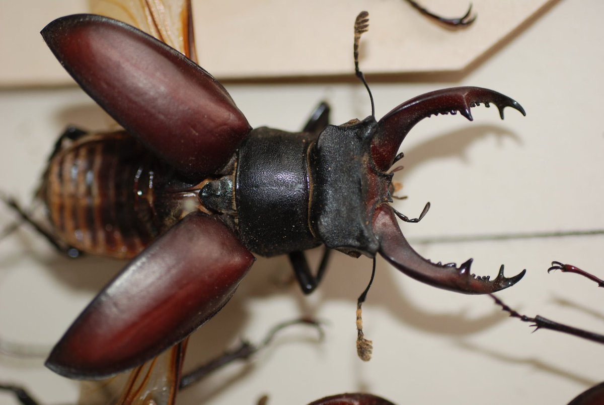 ExploringEliot's tweet photo. Did you know the parson naturalist was once a fixture of the English countryside?

Find out how scientific practice &amp; spiritual faith overlapped in this ch. of #FindingMiddlemarch feat. exhibits illustrating the 1st wave of #Beetlemania in the 1830s. 🪲 

https://t.co/jAMbU9tFlv https://t.co/Jj0mRkqmyK