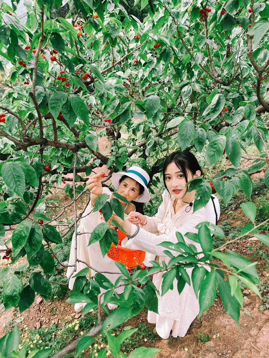 春天就去摘樱桃吧～ https://t.co/K0gVnVxnu0