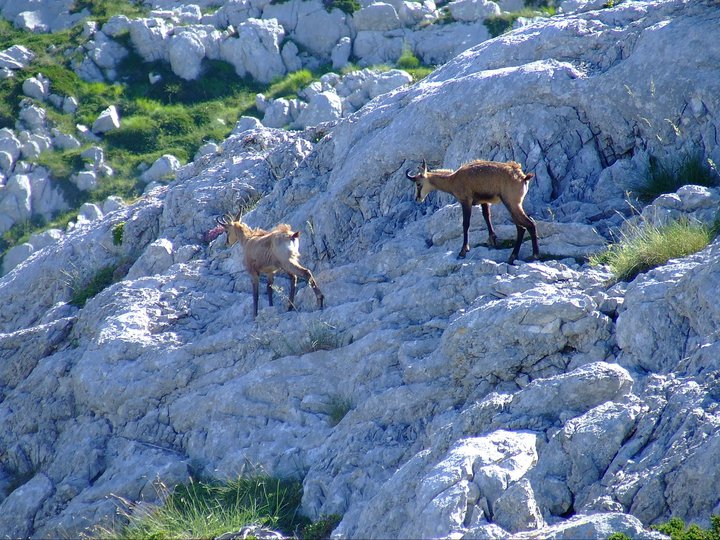 antica_c's tweet photo. Where to do your next postdoc?

Why not in Croatia, why not doing some cool meta-research in Ecology. DM me if interested to apply for #MSCA fellowship

Pics are there to help you decide!

https://t.co/z0suNqPNEE https://t.co/7RX3L5Z02K