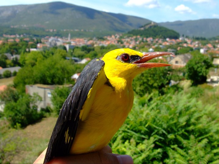 Where to do your next postdoc?

Why not in Croatia, why not doing some cool meta-research in Ecology. DM me if interested to apply for #MSCA fellowship

Pics are there to help you decide!

…sklodowska-curie-actions.ec.europa.eu/news/opening-o…