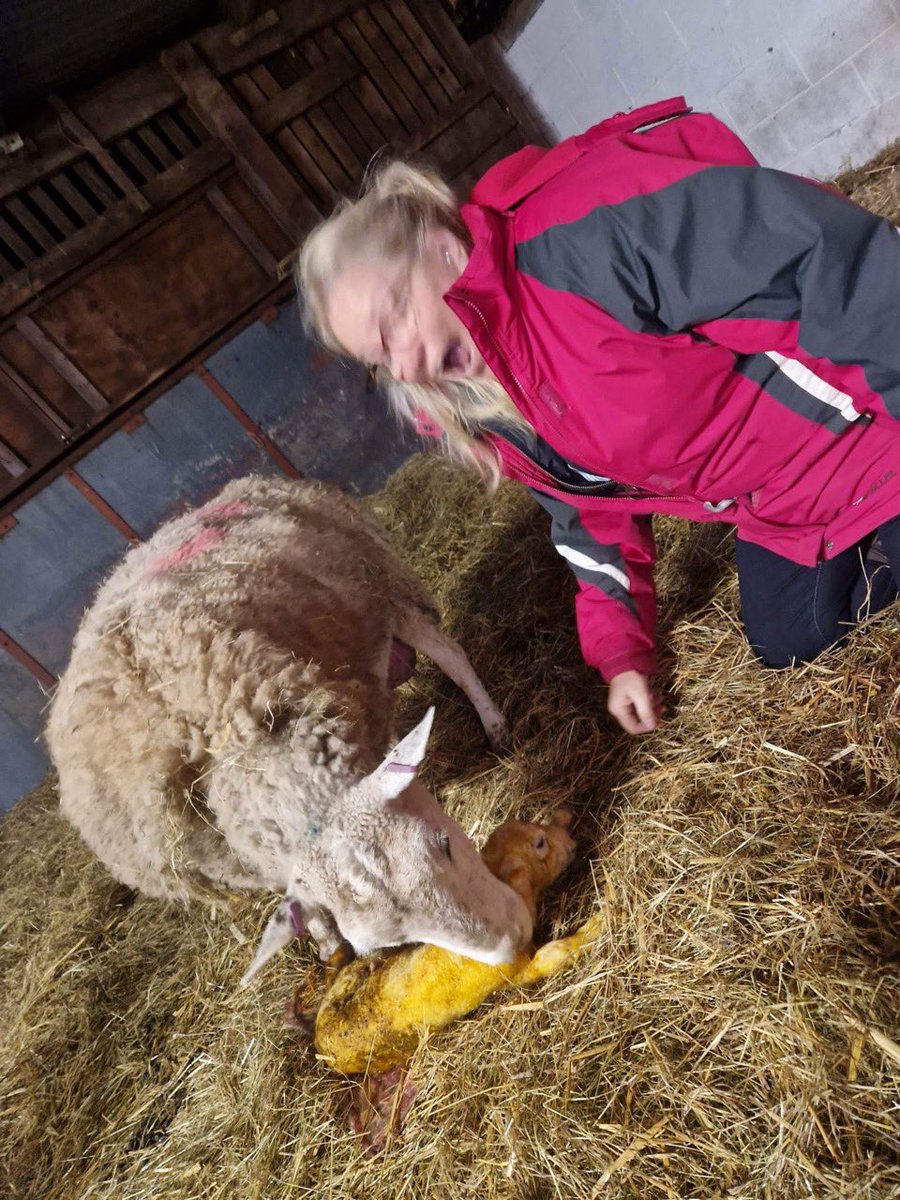 Lambing time is my favourite part of the year as I get to help my neighbour with hers
