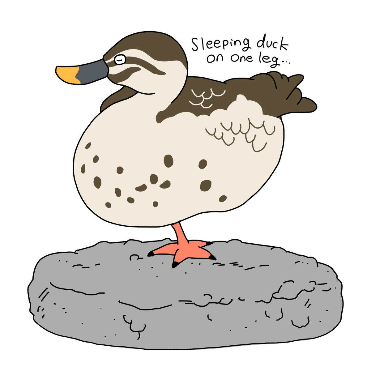 #カルガモ 
片足立ちで寝ている姿にびっくり。鳥は体温温存のため片足を体毛に入れて寝ることがあるみたいです。細身のフラミンゴならまだしも、ぽっちゃり系のカモちゃんまで🤣 https://t.co/CLicWDurL7