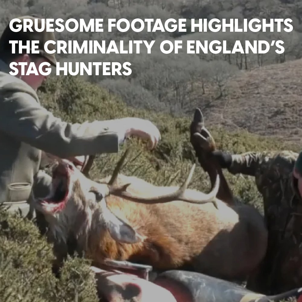 “This spring stag was hunted and killed simply because, for his age, he had a good ‘spread’ of antlers."   

protectthewild.org.uk/news/gruesome-…

📸 - North Dorset Sabs