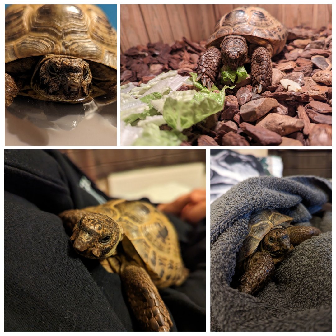 Frank_Tortoise's tweet photo. Happy got ya day to Frank! Another year older. Happy Frank day everyone! #tortoise #turtle #cutepets #pets #petphotos #Frank https://t.co/FQj0y8Z3WL