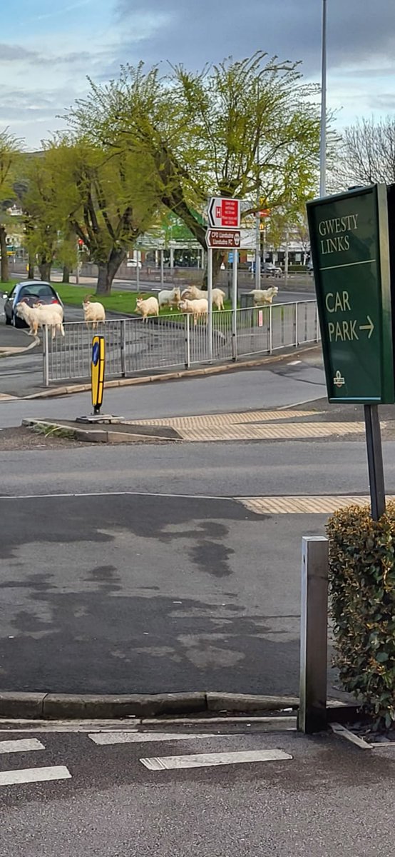 GwestyLinks's tweet photo. The #LlandudnoGoats have been tucking into their breakfast this morning!
#northwalessocial #Llandudno #dogfriendly https://t.co/s7SxTKvMqT