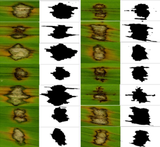 Maths_Microbes's tweet photo. Rice plant infection assays with the Blast fungus Magnaporthe oryzae revealed that sometimes the relationship between growth rate and virulence is positive, while other times it is negative, with the outcome jointly shaped by how rate and efficiency interact. 📈📉💥 5/6 https://t.co/p5glejXvkd