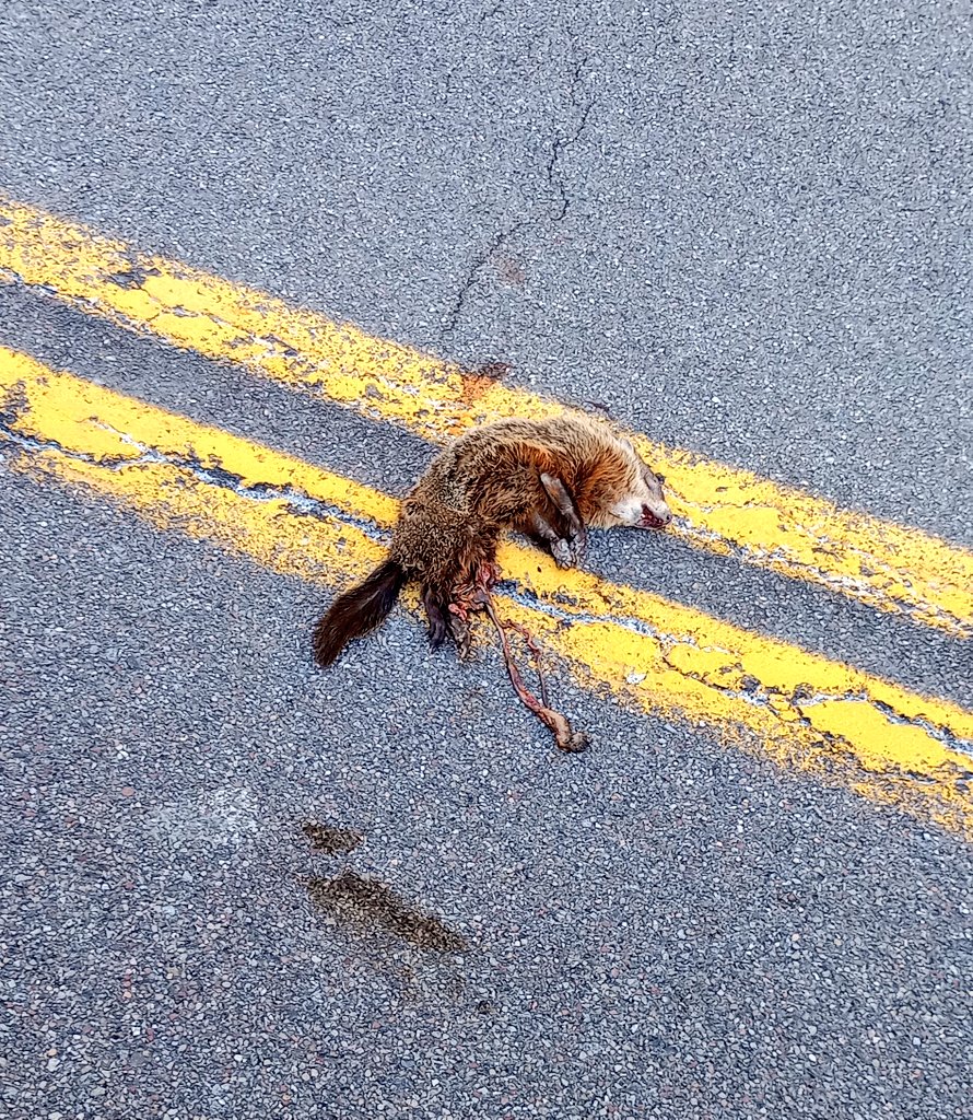 Behold! The roadkill "otter" I did a u-turn for on the drive to field work this week, and the roadkill "fisher" I did a u-turn for on the ride home. Emphasis on the air quotes...