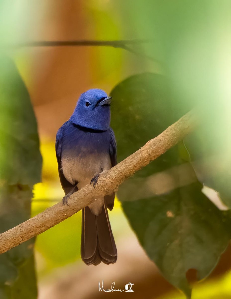 mukesh6022's tweet photo. Black-napped Monarch,
Horhap, Ranchi, 14 Apr 23
#blacknapedmonarch #birding #birdphotography #birdsofjharkhand #birdsofindia https://t.co/JHuMUNCs6o
