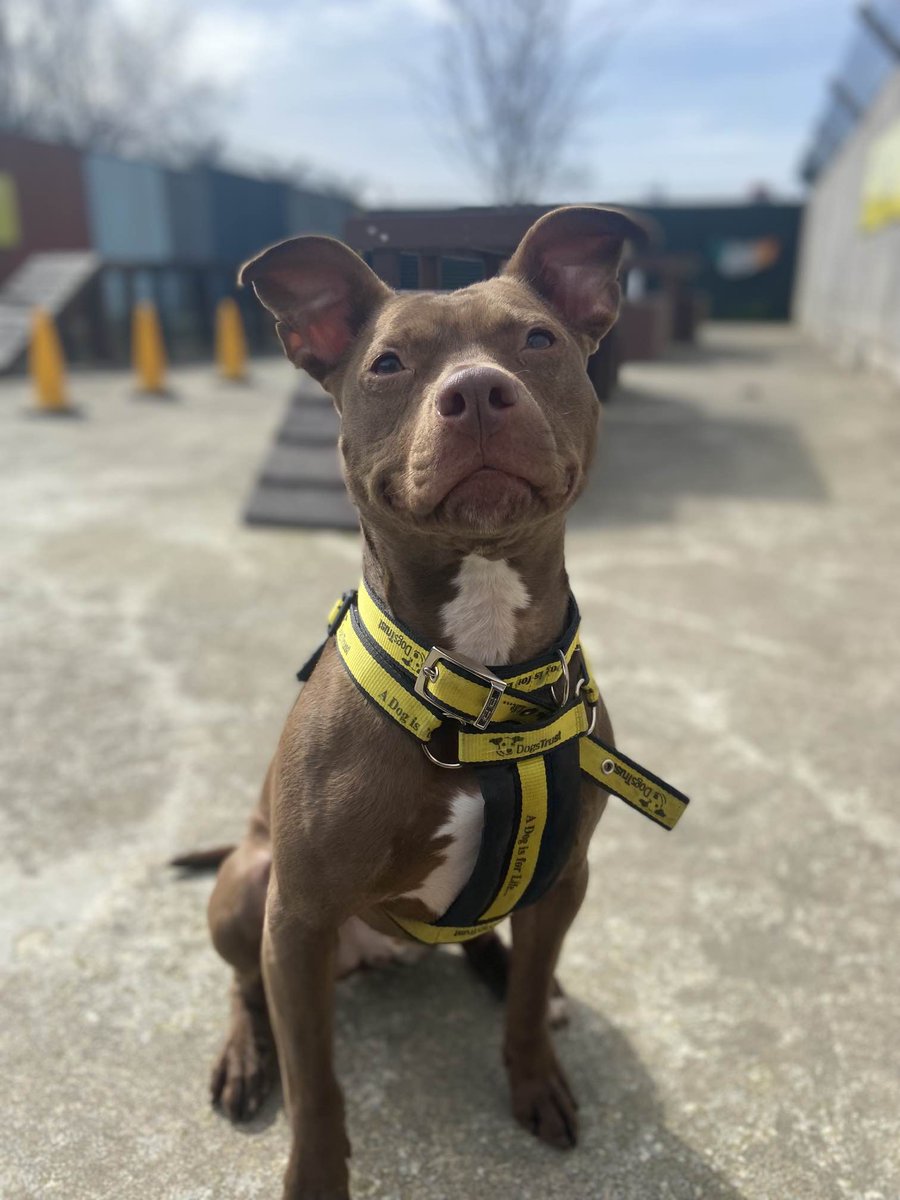 DogsTrust_IE's tweet photo. This morning's #MondayMotivation is brought to you by good boy Christy 😀

#YoureWelcome https://t.co/TXtDGCcKaI