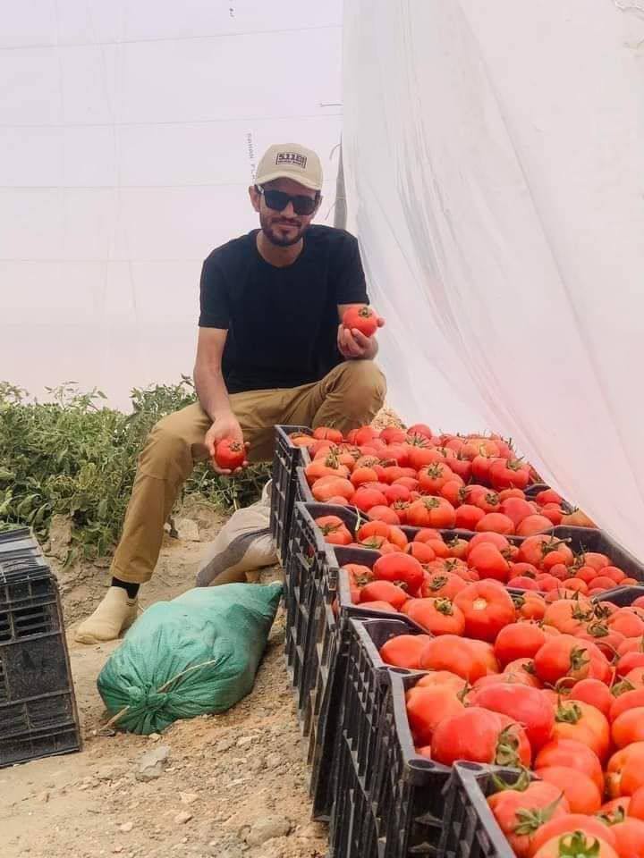 بعد الخيار والطماطة،
الباذنجان يدخل على خط الانتاج بايادي حشداوية في بادية السماوة 
بانتظار الليمون 😜