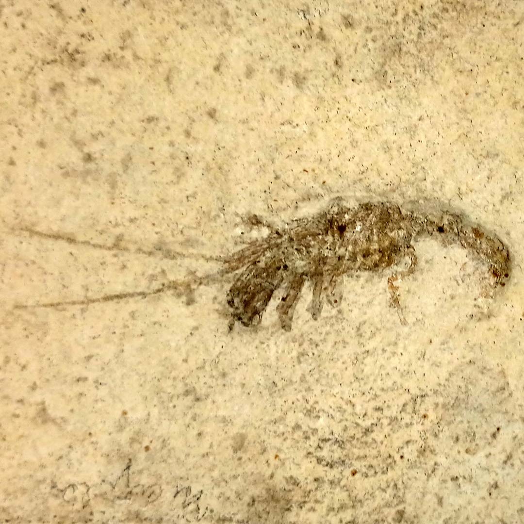 #Crustaceans are #arthropods; they present a hard exoskeleton; jointed, paired appendages; and three body regions (head, thorax, and abdomen.) The earliest crustacean-like fossils were found in the Cambrian Period (542-488 million years ago). #FossilFriday
