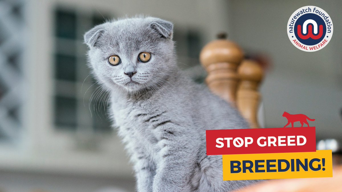 Naturewatch_org's tweet photo. 1/3 What’s the point of #GreedBreeding? Money. 💷
Illicit #GreedBreeders only care about cash, and they’re more than happy to fuel demand for cruel and extreme trends that cause suffering to get it. https://t.co/Ws8Yq94Ebq