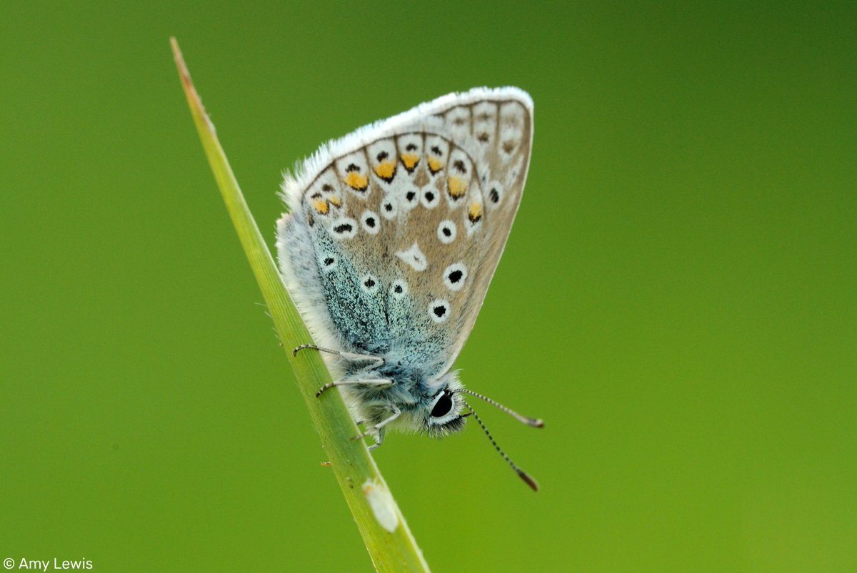 Devon Wildlife Trust tweet media