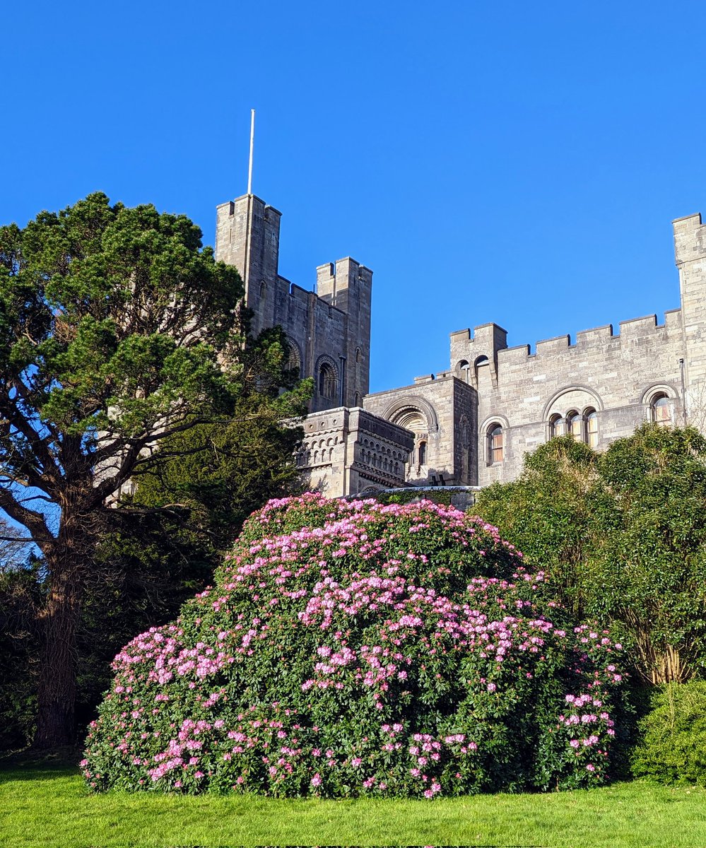 keith4climate's tweet photo. Back in the office (@NTPenrhynCastle ) it's all colour. Puts skip in your step #blossomwatch https://t.co/krIeGnrKRY
