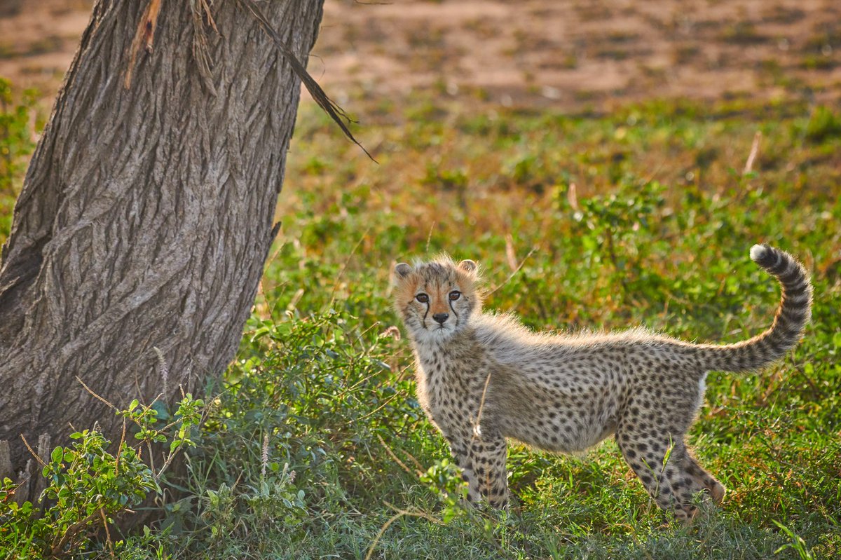 Cheetah cubs are born with a downy, grayish-white coat called a mantle, which provides them with camouflage and protection from predators. 
🐆 Serengeti | Tanzania
#bownaankamal #natgeoafrica #nikon #junglelife #wildlifesafari #cheetahlover #wildgeography #visualsofearth
