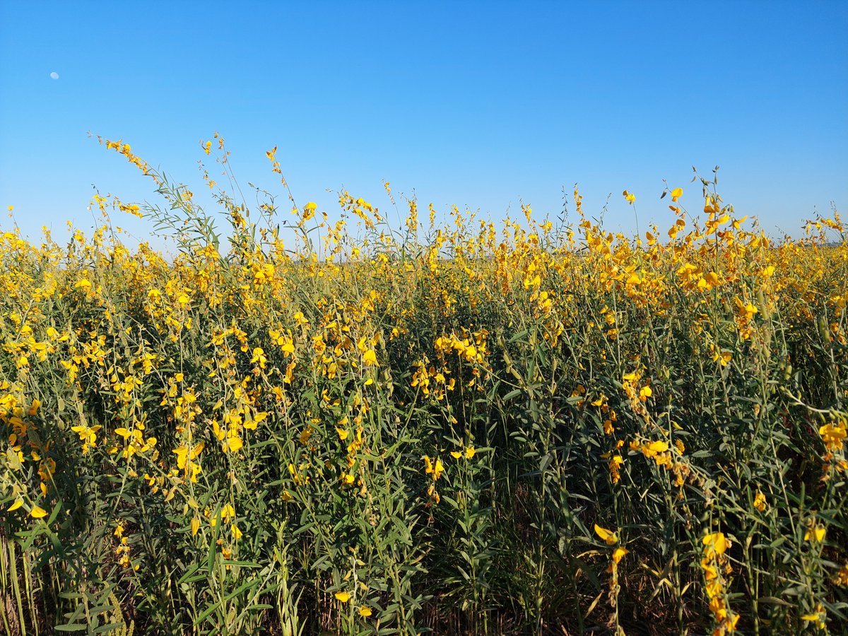 Luis57204823's tweet photo. Crotalaria para cosecha
Coraceros Henderson
@soilcapfarming  @SylvainCournet https://t.co/rN6GIxx8g5