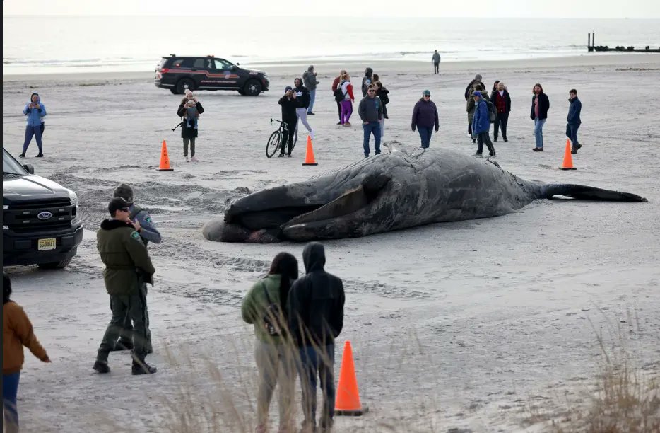 SaveLBI (@savelbiorg) on Twitter photo <a href="/TheSandPaperLBI/">The SandPaper</a> '#MarineMammals Focal Point of Save LBI’s Second Suit Against Feds' Our suit seeks a moratorium on #offshorewind vessel survey work until impacts to marine mammals are understood and its demonstrated that survey work does not harm them. buff.ly/3UCSGvd <a href="/TheSandPaperLBI/">The SandPaper</a> '#MarineMammals Focal Point of Save LBI’s Second Suit Against Feds' Our suit seeks a moratorium on #offshorewind vessel survey work until impacts to marine mammals are understood and its demonstrated that survey work does not harm them. buff.ly/3UCSGvd