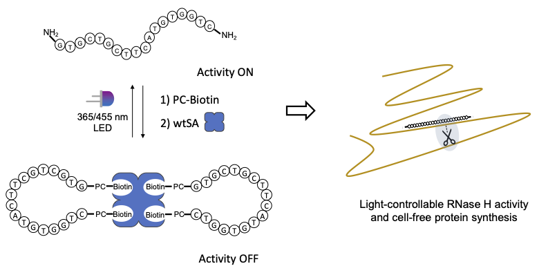 Michael Booth (@drmikebooth) on Twitter photo We've topologically constrained antisense oligonucleotides into a handcuff structure, via photocages, to control gene knockdown!
Published in <a href="/ChemCommun/">Chemical Communications</a>, led by <a href="/DenisHartmann/">Dr Denis Hartmann</a>
<a href="/OxfordChemistry/">Oxford Chemistry</a> <a href="/OxfordSynthesis/">SBM CDT</a> <a href="/UCLChemistry/">UCL Chemistry</a> #supramolecular #ASO rsc.li/3zY0vC5 We've topologically constrained antisense oligonucleotides into a handcuff structure, via photocages, to control gene knockdown!
Published in <a href="/ChemCommun/">Chemical Communications</a>, led by <a href="/DenisHartmann/">Dr Denis Hartmann</a>
<a href="/OxfordChemistry/">Oxford Chemistry</a> <a href="/OxfordSynthesis/">SBM CDT</a> <a href="/UCLChemistry/">UCL Chemistry</a> #supramolecular #ASO rsc.li/3zY0vC5
