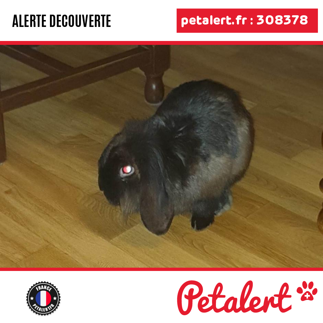 Trouvé #Lapin #SeineSaintDenis #NeuillySurMarne #Petalert  #PetAlert93 / p3t.co/SzLWJ