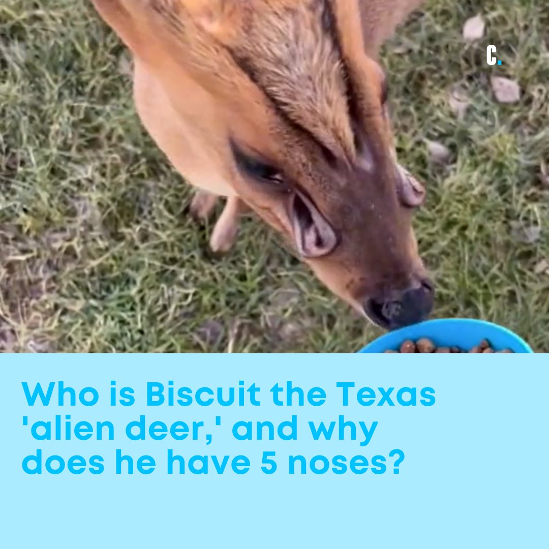 Chron on Twitter "A video of Biscuit, a muntjac deer that lives in New